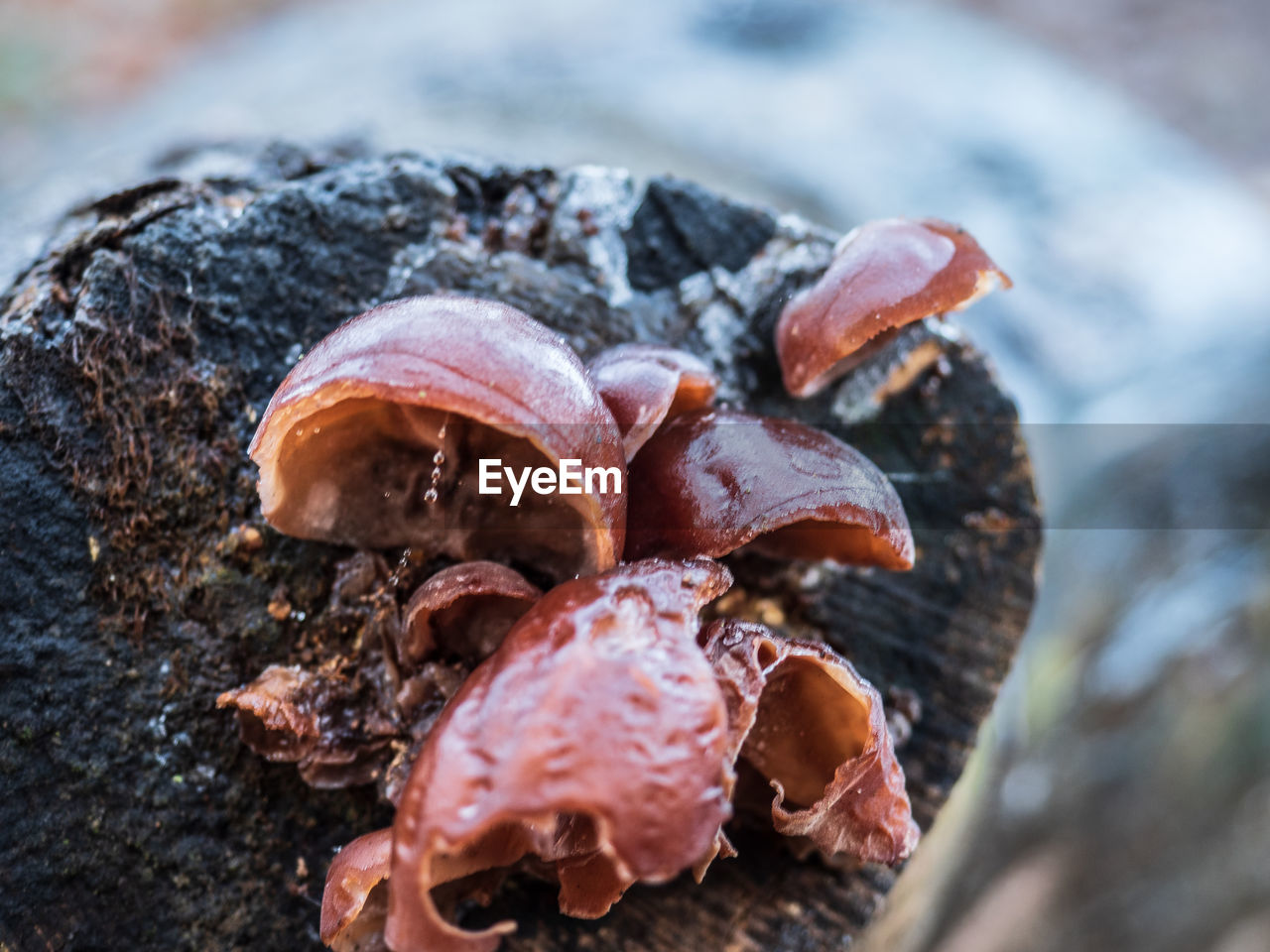 CLOSE-UP OF MUSHROOMS