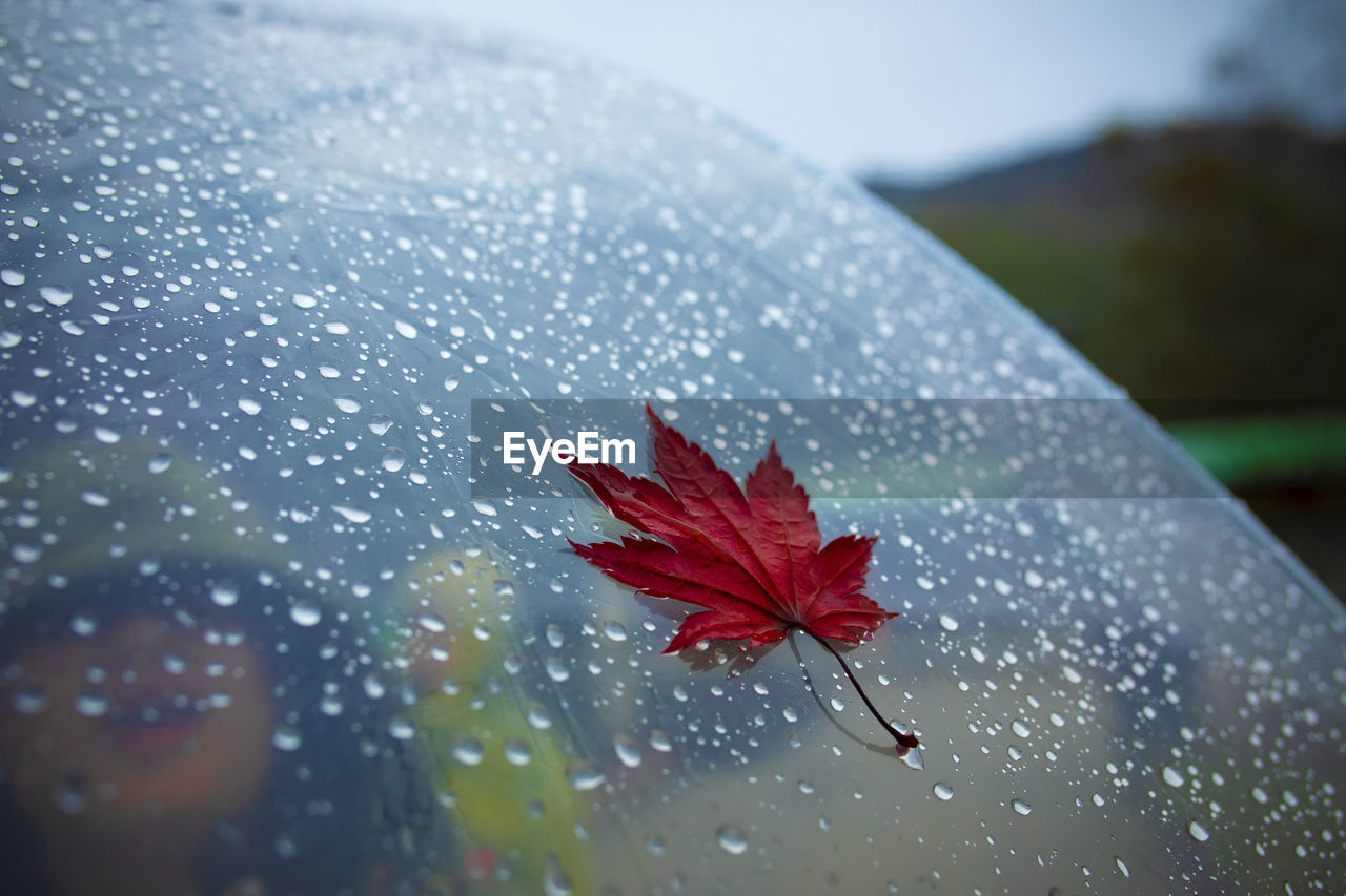 Red maple leave on transparent umbrella with rain drop background