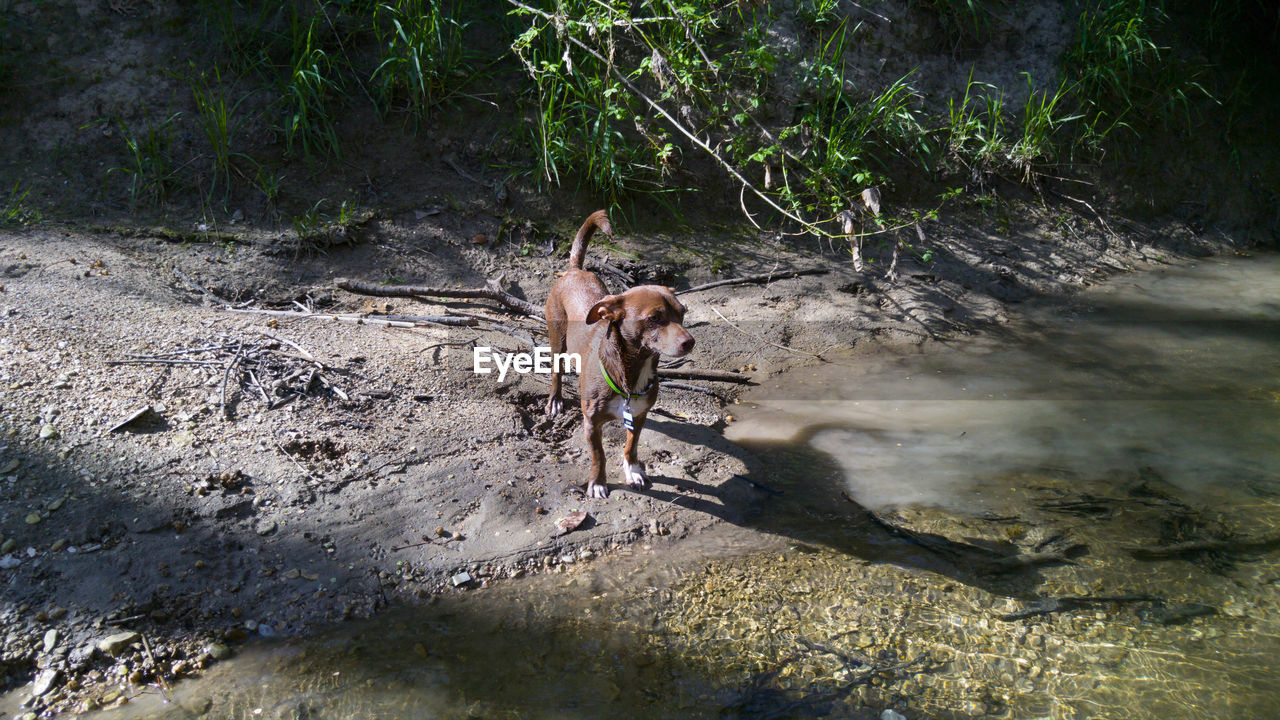 Dog on riverbank at ten mile creek preserve
