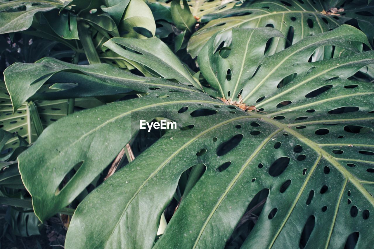 Full frame shot of leaves