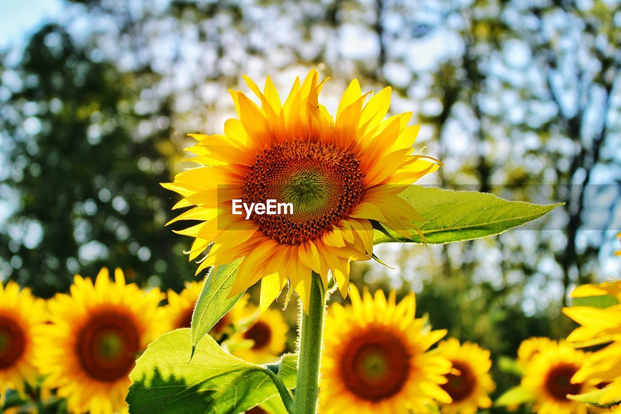 CLOSE-UP OF SUNFLOWERS