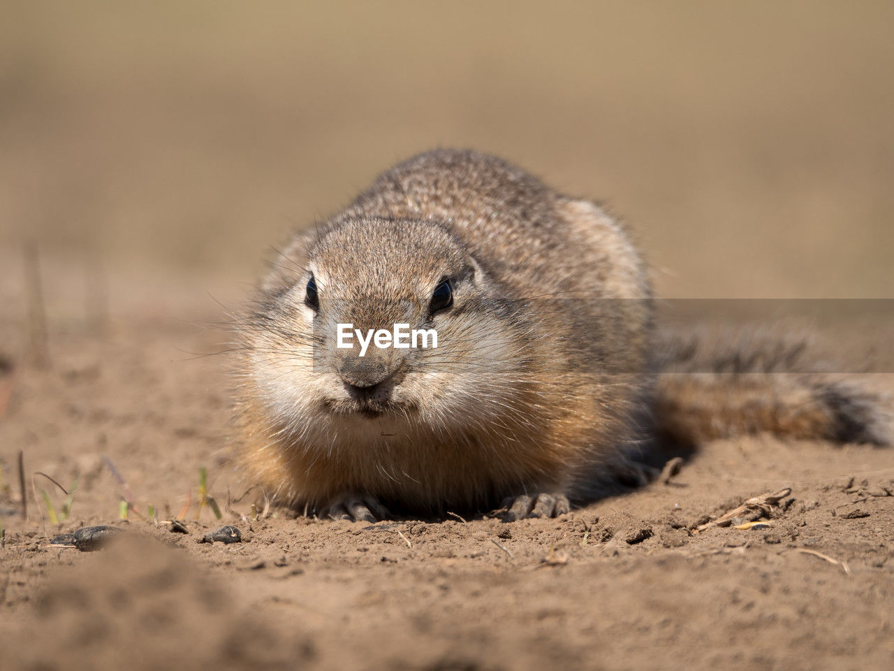 animal, animal themes, animal wildlife, one animal, wildlife, mammal, whiskers, prairie dog, portrait, no people, nature, looking at camera, land, close-up, rodent, squirrel, cute, sand, outdoors, front view, day, selective focus