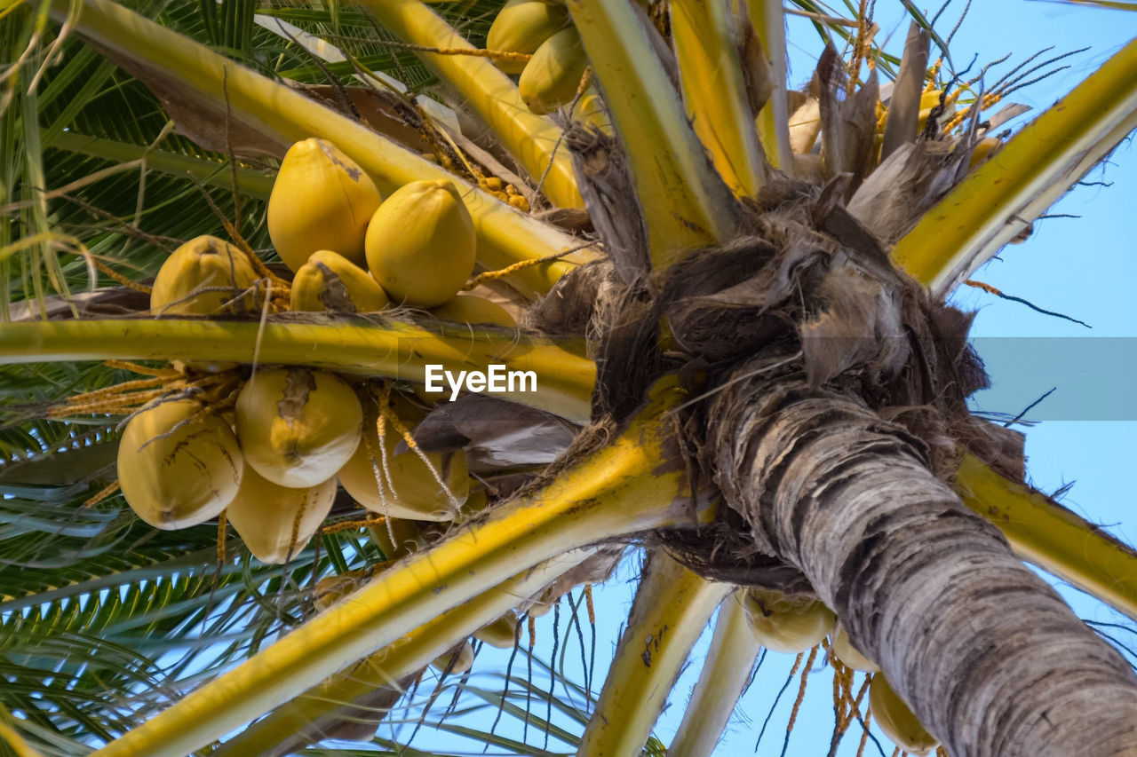 LOW ANGLE VIEW OF FRESH ORANGE TREE