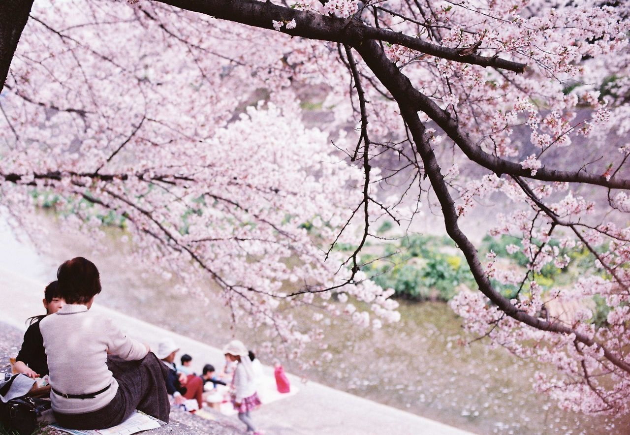 People sitting under blooming cherry blossom tree
