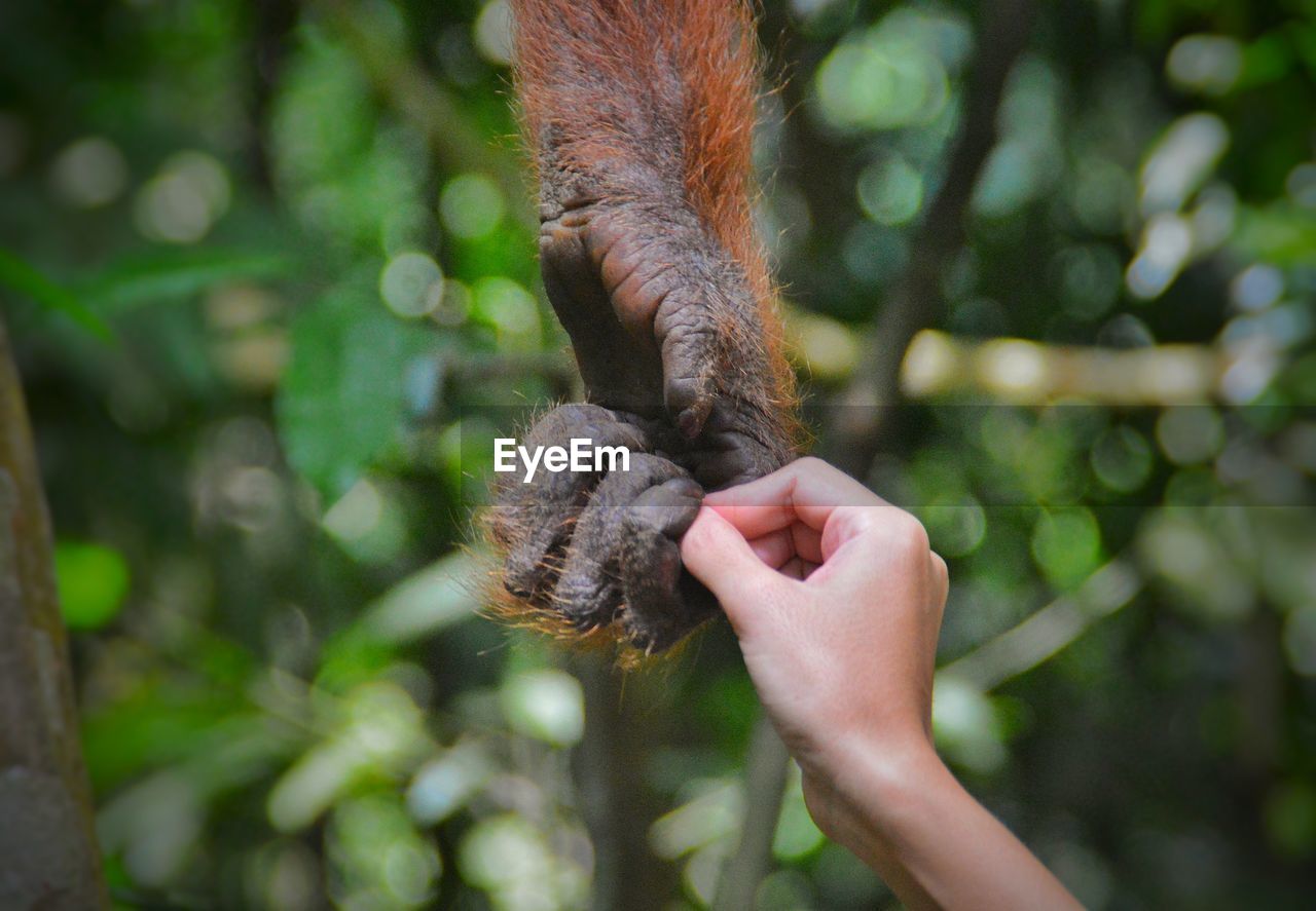 Cropped image of person holding chimpanzee hand