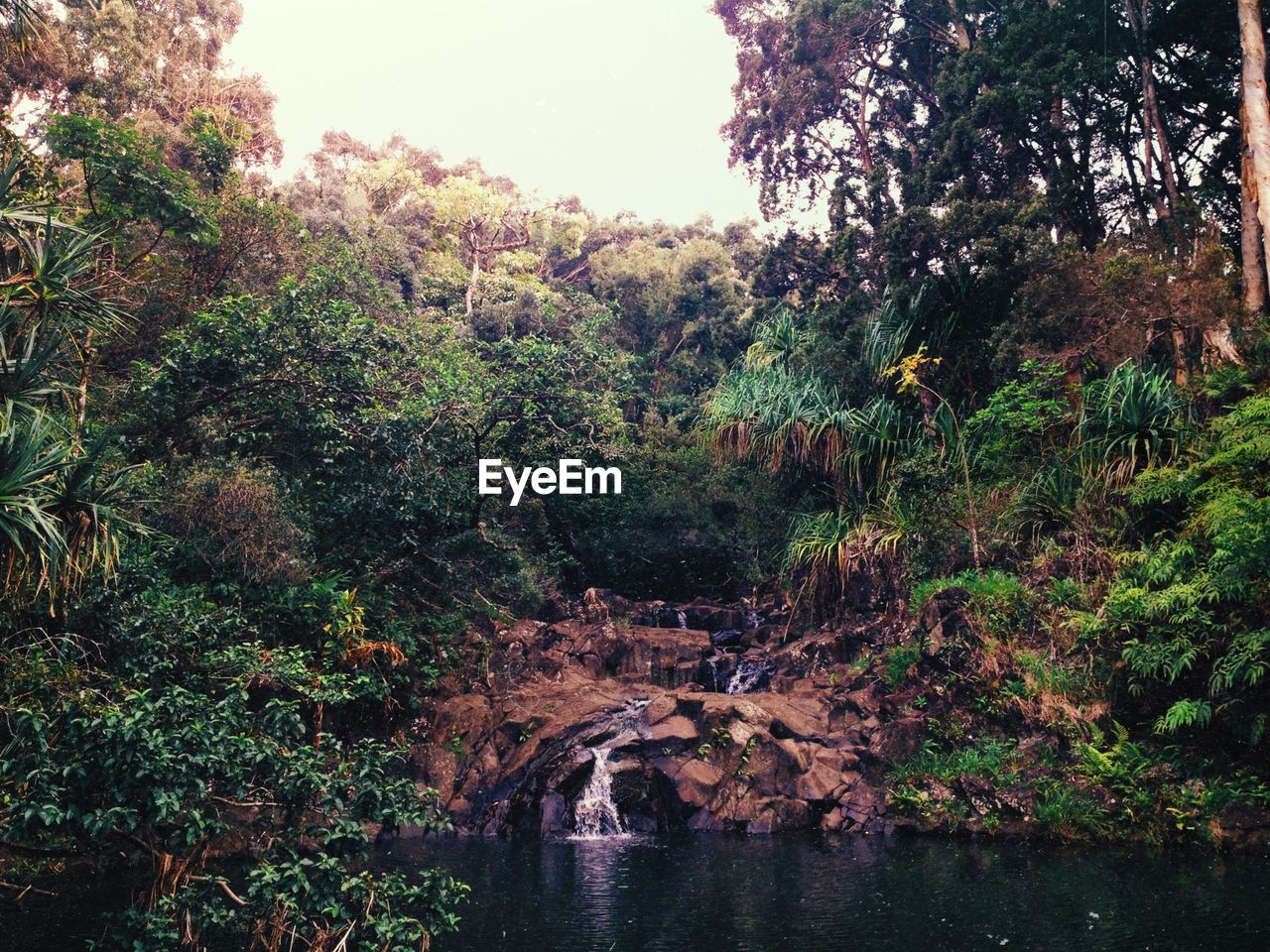 View of waterfall in forest