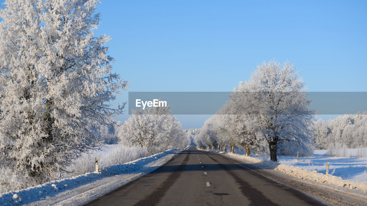 tree, winter, snow, cold temperature, plant, road, transportation, the way forward, nature, frost, sky, blue, diminishing perspective, freezing, beauty in nature, scenics - nature, no people, day, clear sky, frozen, tranquil scene, environment, tranquility, landscape, vanishing point, white, non-urban scene, empty road, country road, outdoors, land, treelined, travel, pine tree, sunlight, coniferous tree, mountain