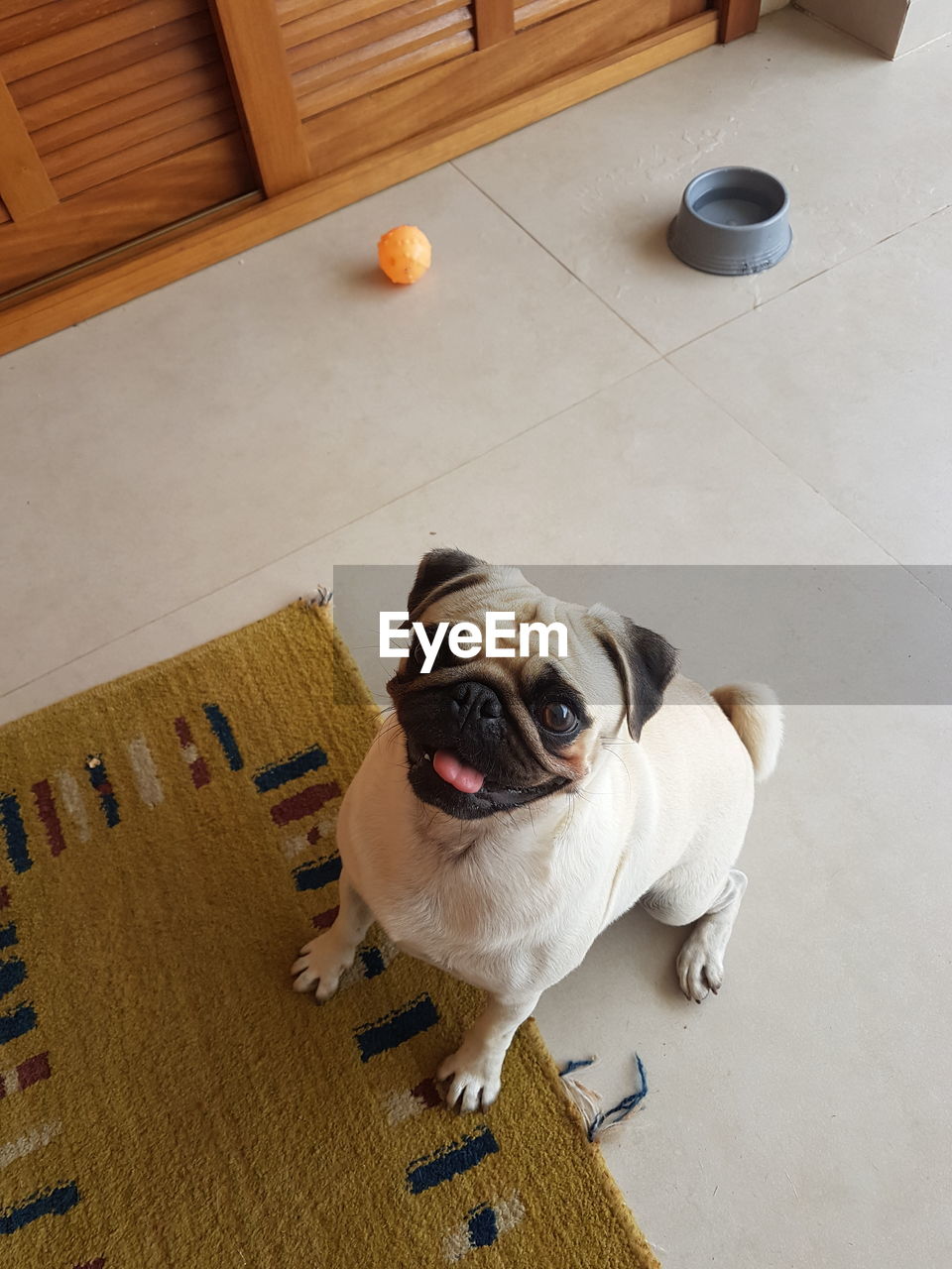 HIGH ANGLE VIEW OF DOG SITTING ON FLOOR