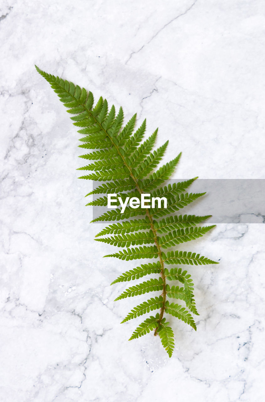Green fern leaf on white marble table with negative space top view