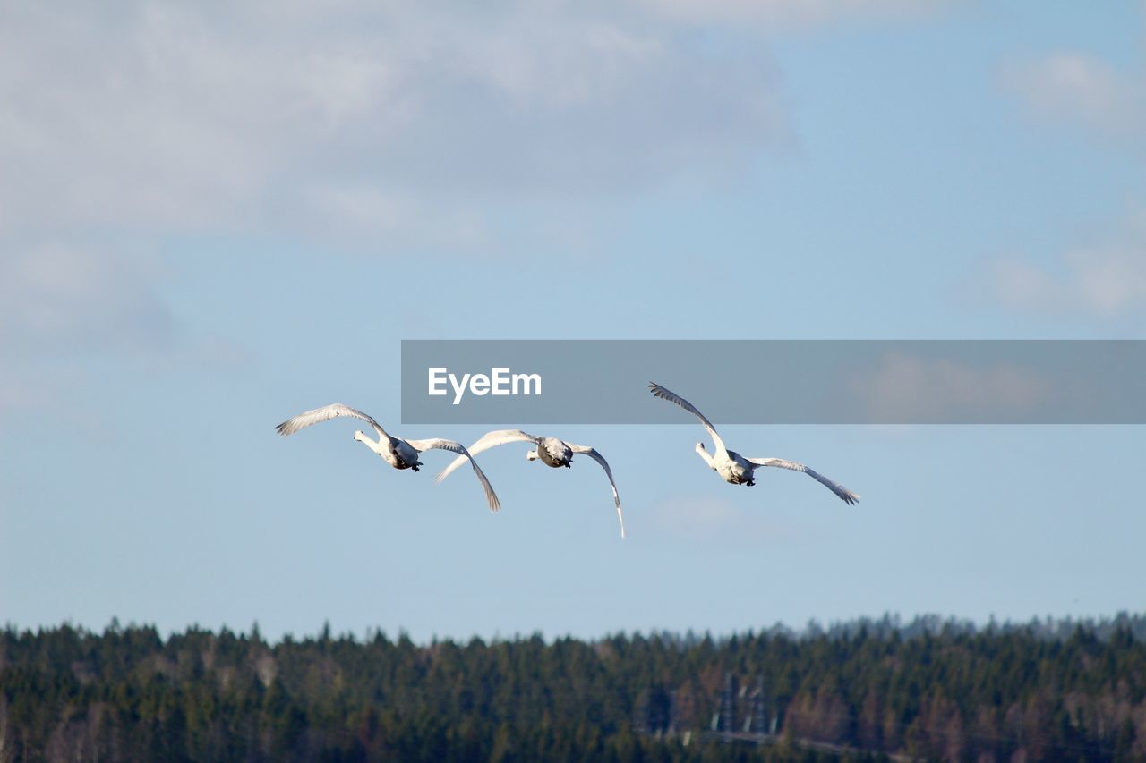 Birds flying in the sky