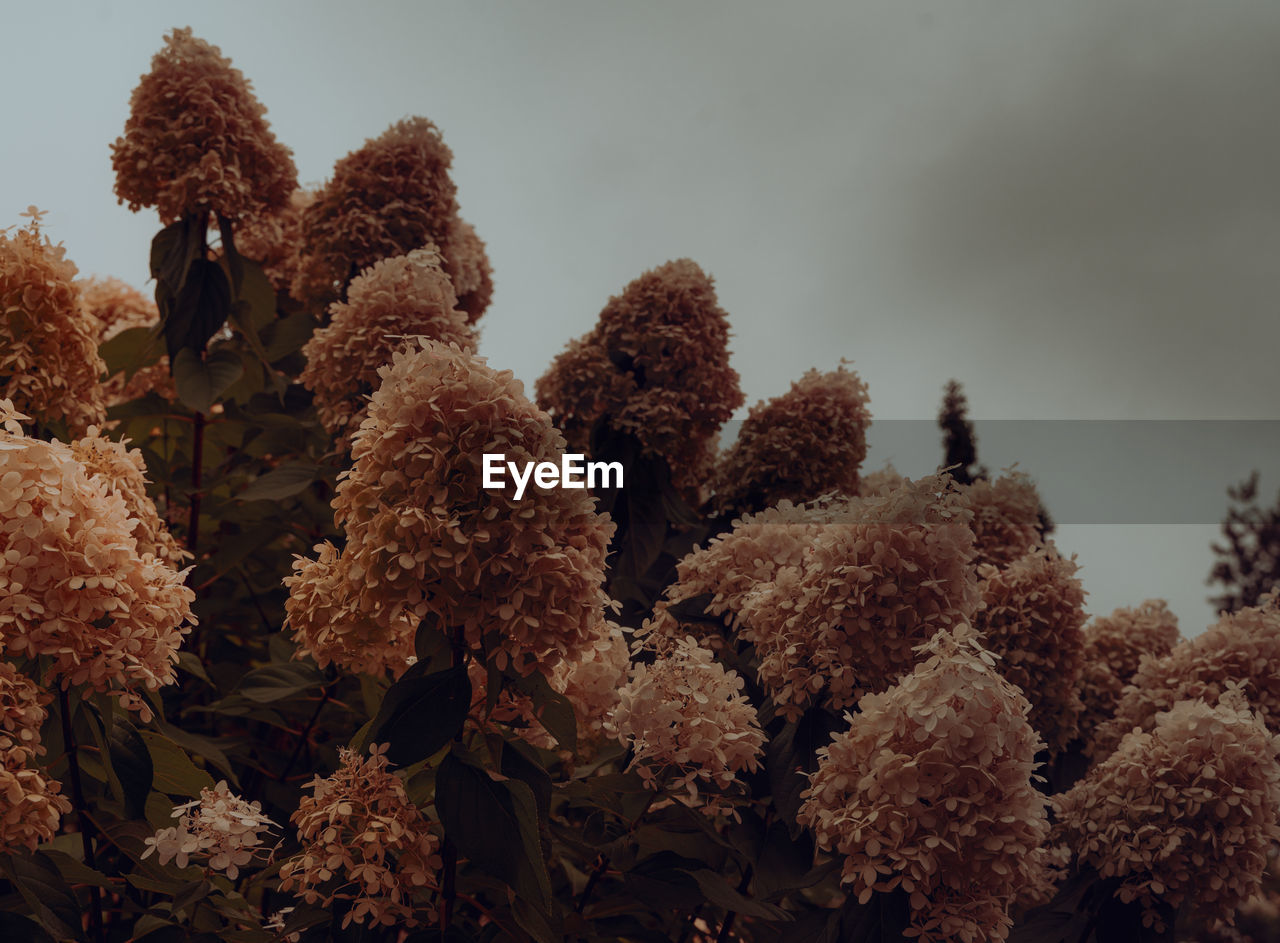 plant, nature, tree, leaf, flower, growth, autumn, sky, no people, beauty in nature, frost, macro photography, soil, outdoors, day, land