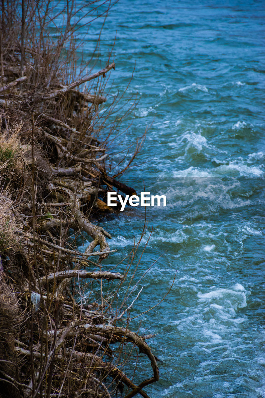 CLOSE-UP OF TREE AGAINST SEA