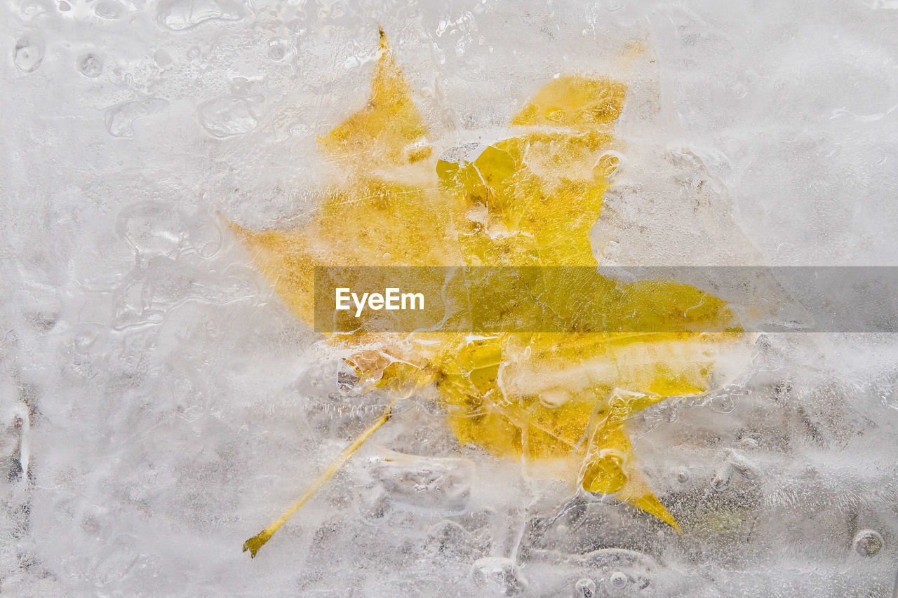 High angle view of autumn leaf in frozen lake