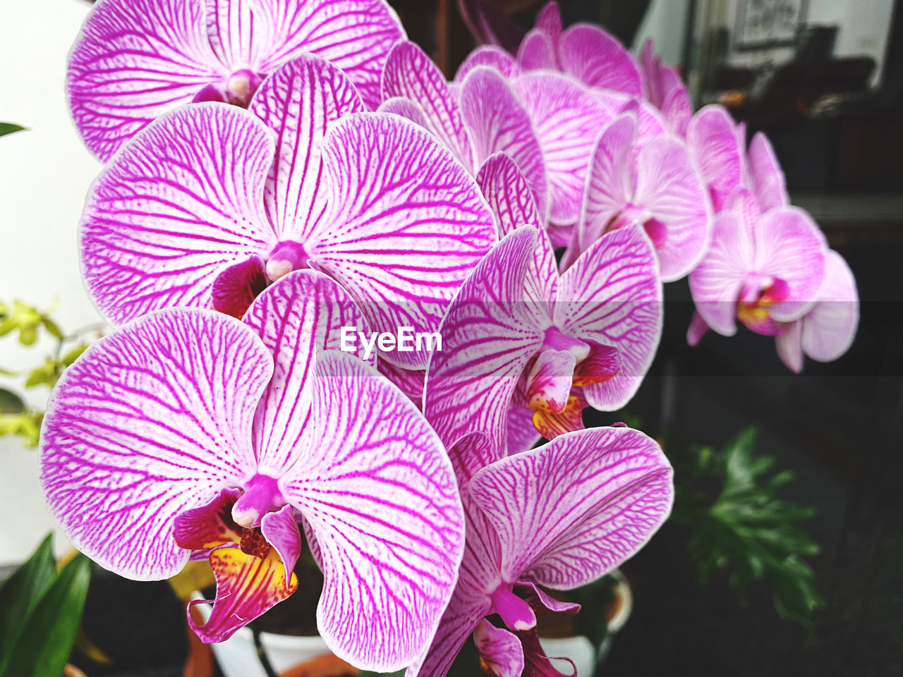 CLOSE-UP OF PURPLE FLOWERING PLANTS