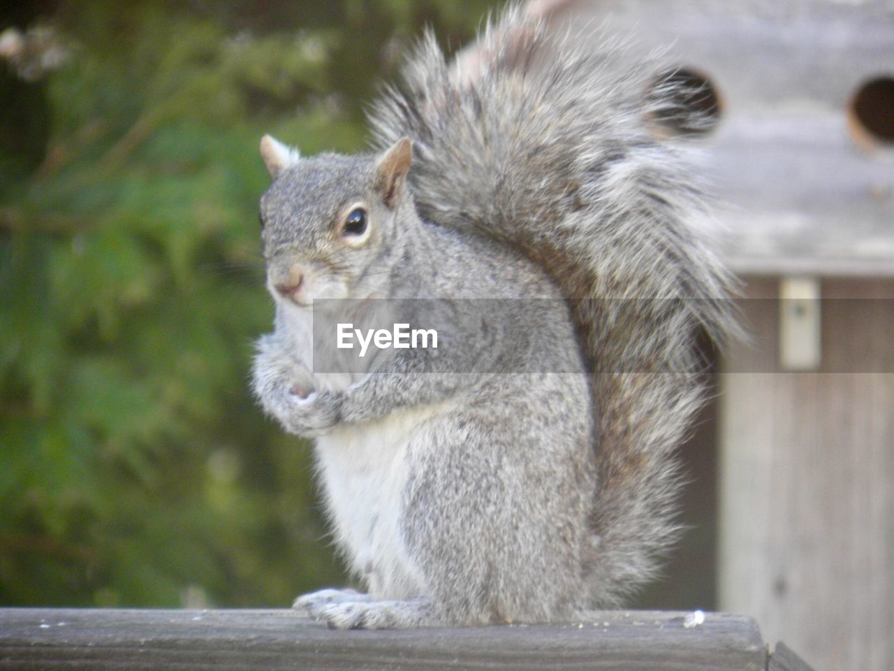 SQUIRREL EATING WOOD