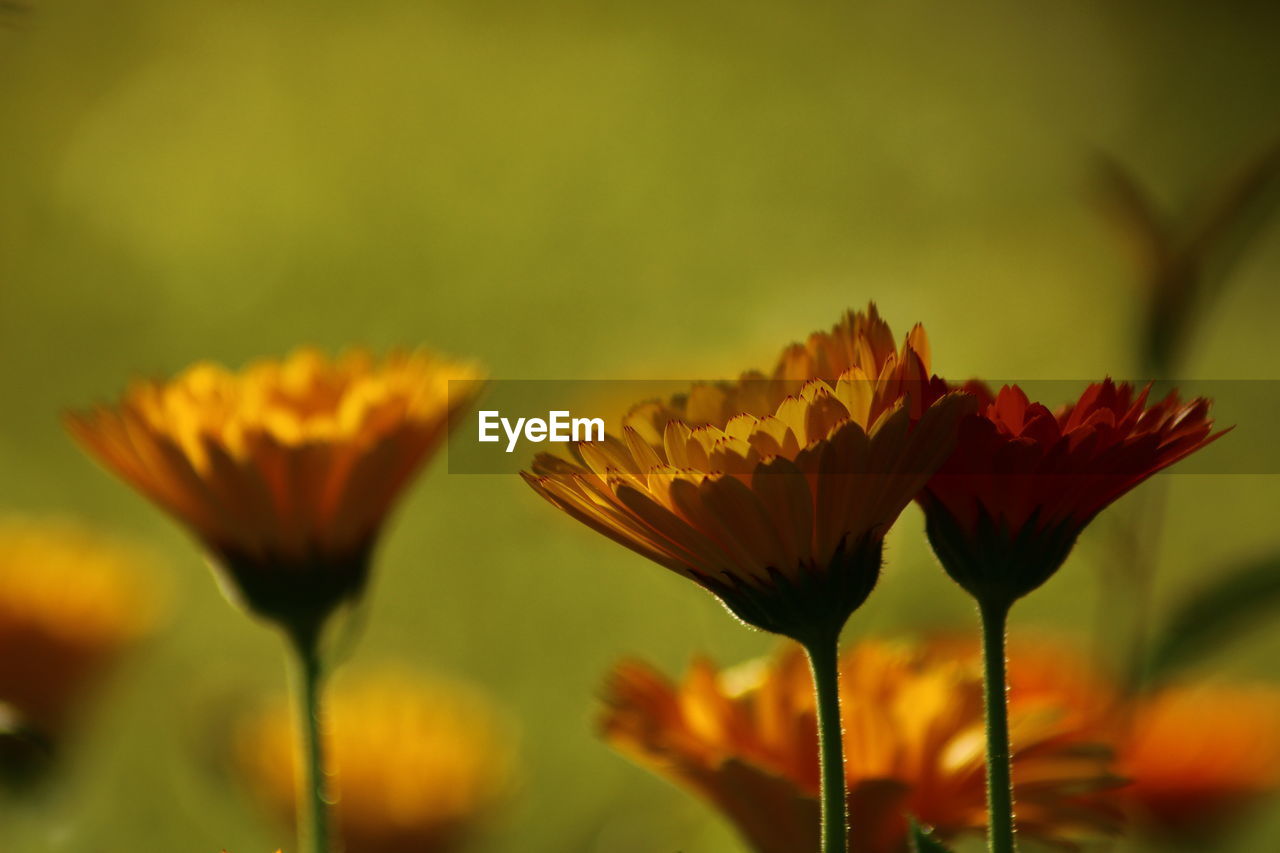 Close-up of orange flowering plant