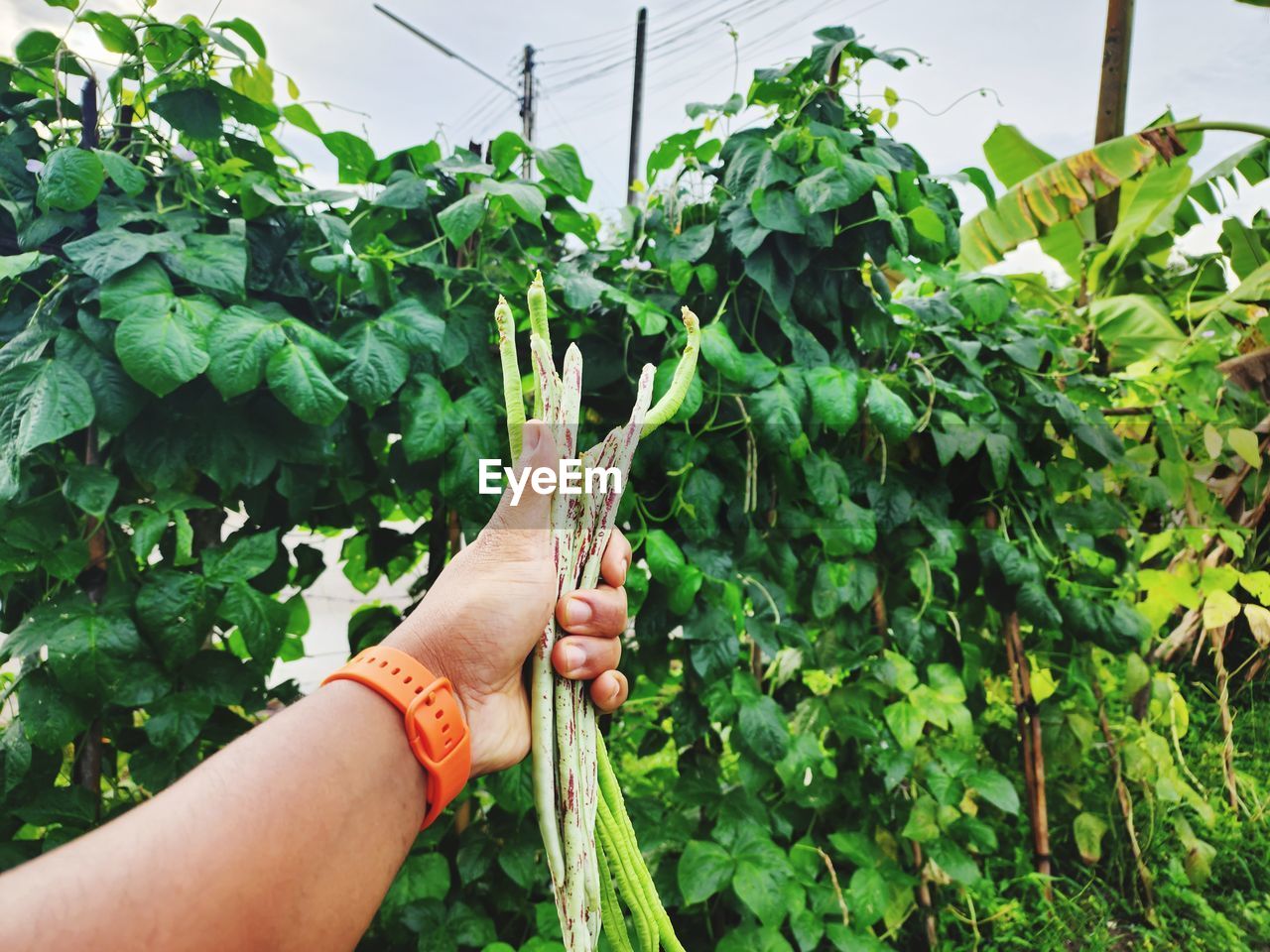 low section of woman holding plants