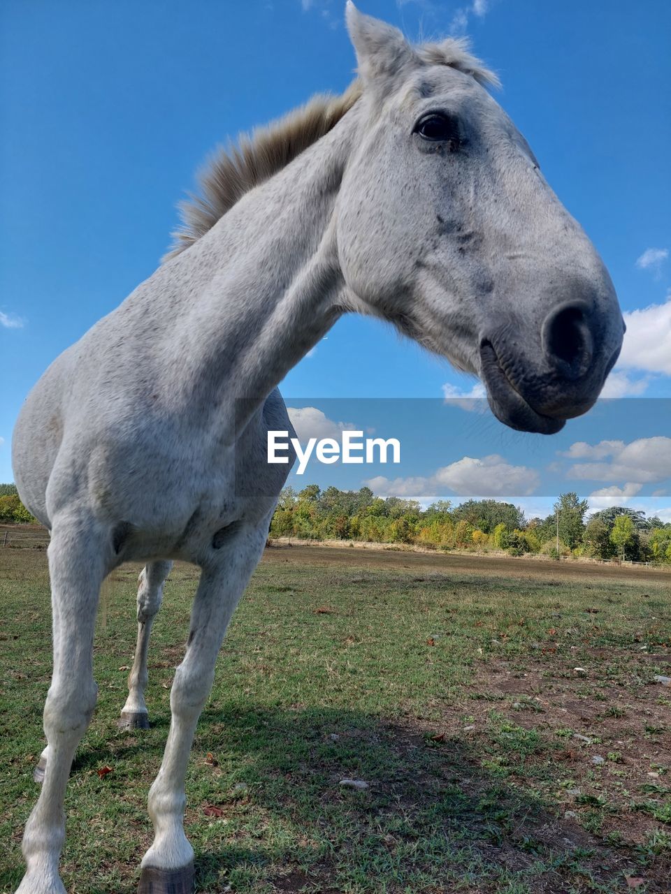 animal, animal themes, mammal, one animal, animal wildlife, nature, wildlife, animal body part, no people, plant, sky, blue, day, domestic animals, outdoors, livestock, animal head