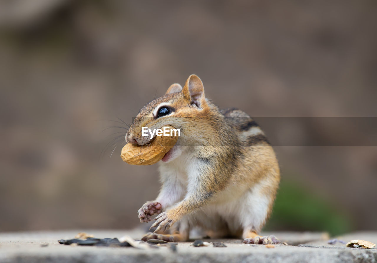 Close-up of squirrel