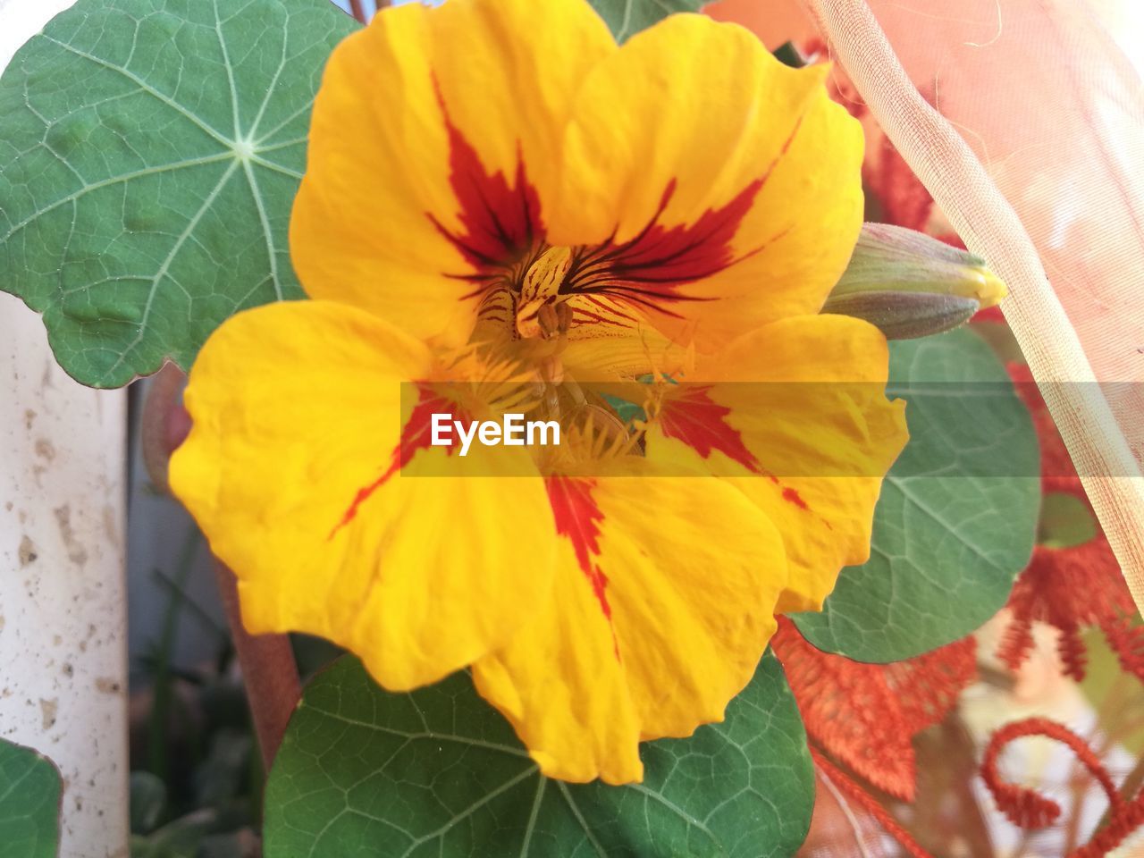 CLOSE-UP OF YELLOW FLOWERS