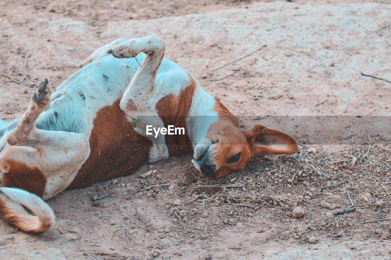 High angle view of dog sleeping on land