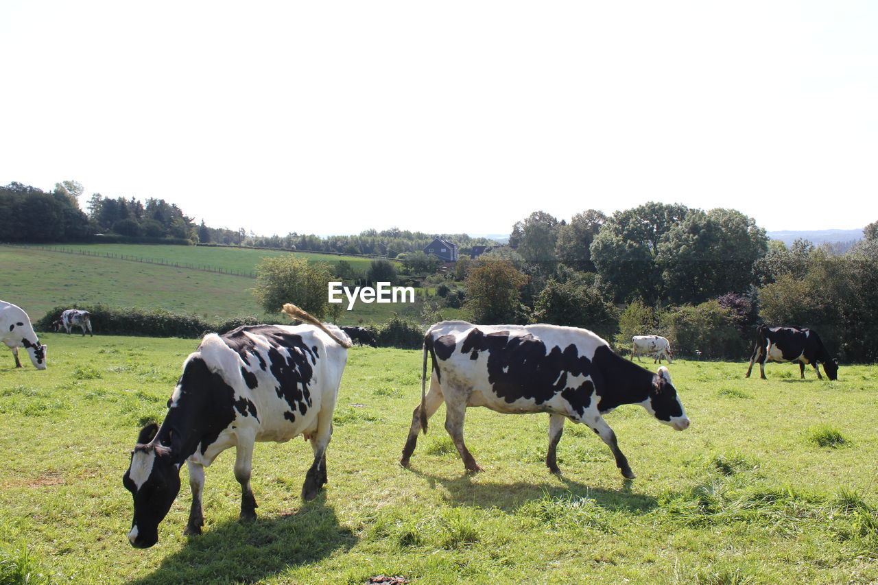 Cows grazing on field against clear sky