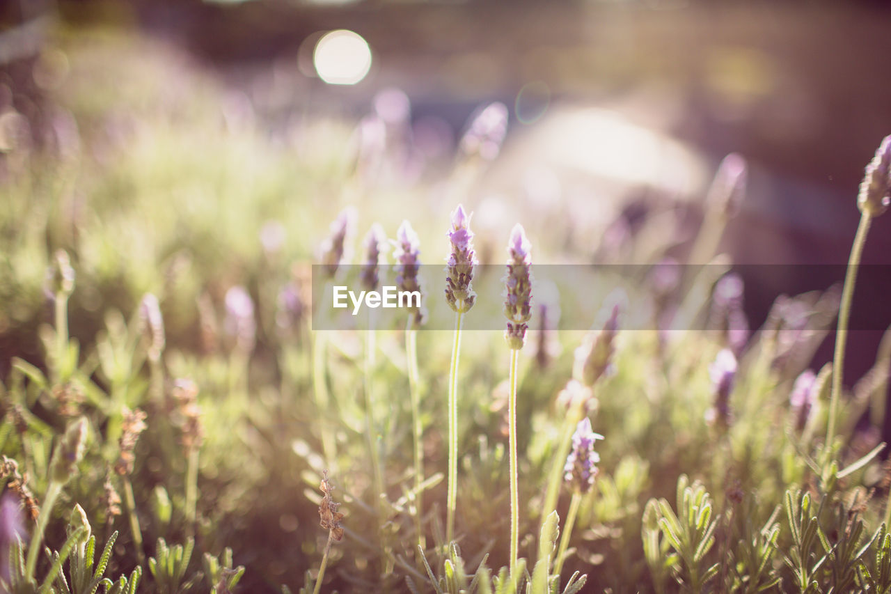 Close-up of flowers against blurred background