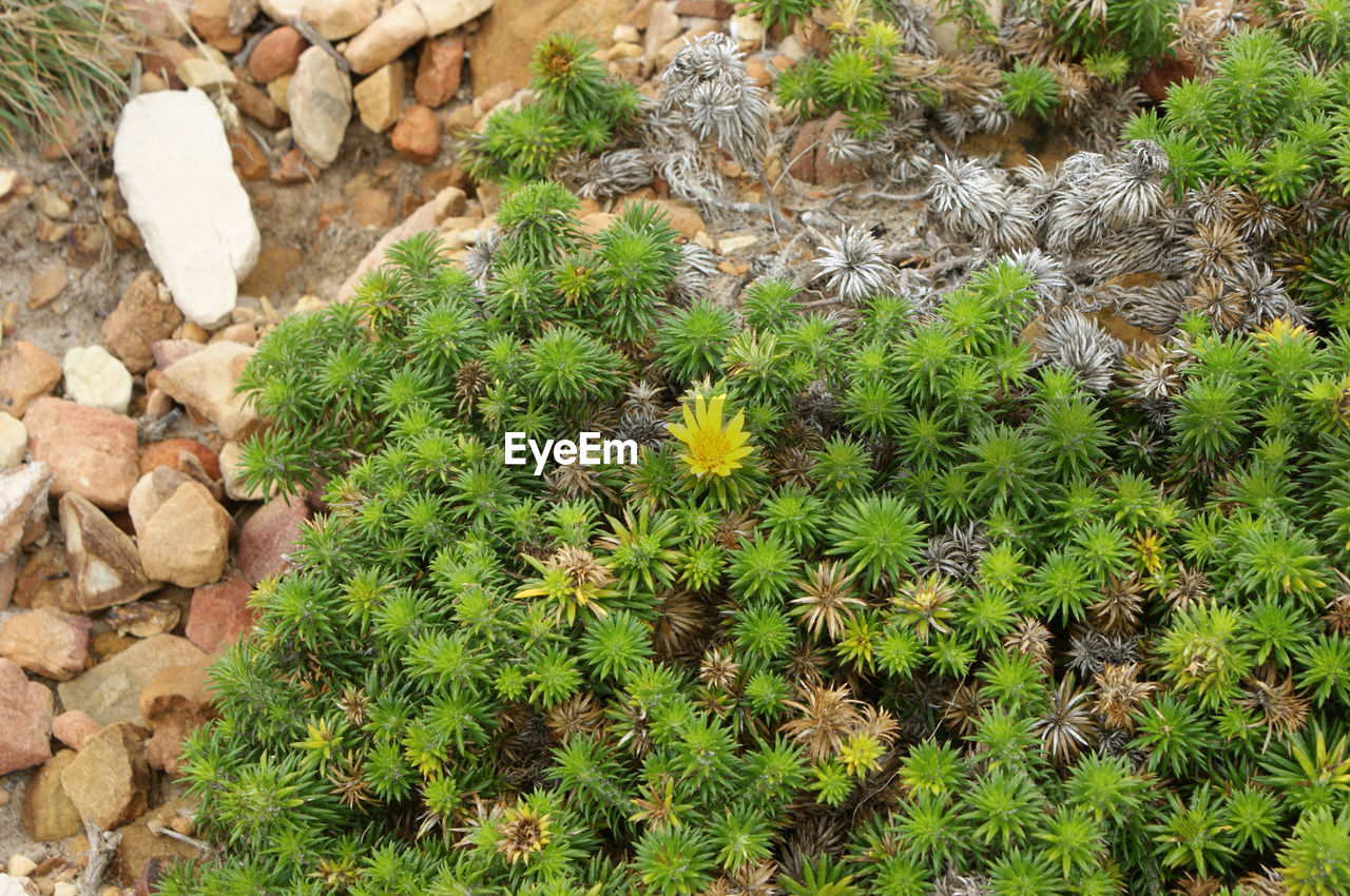 FULL FRAME SHOT OF PLANTS