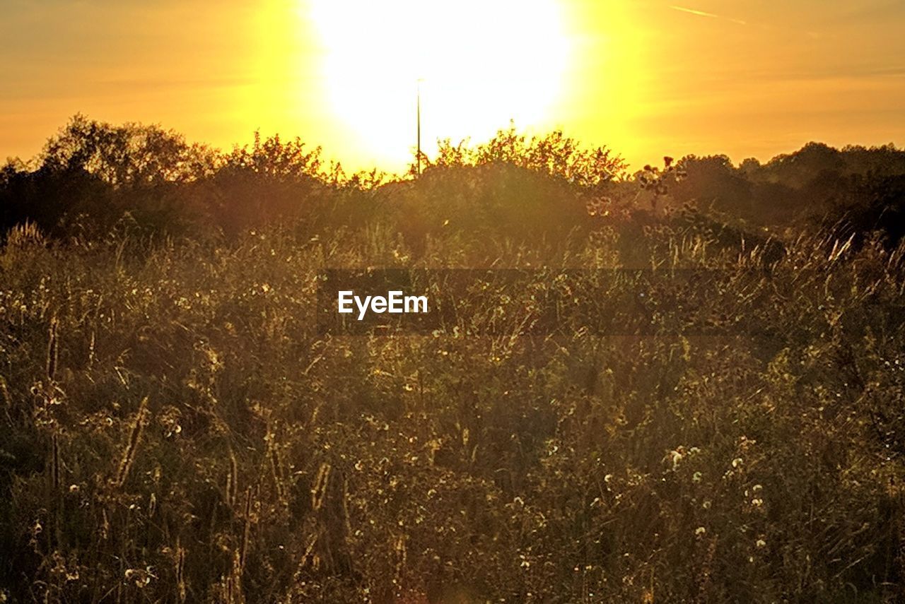 SUNSET OVER FIELD