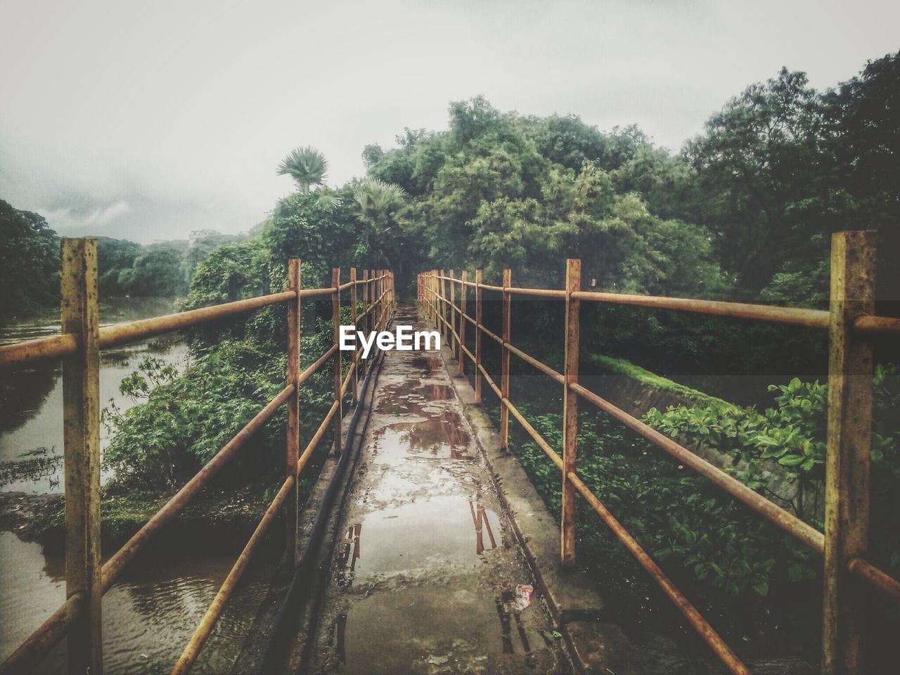 Wet footbridge by trees during monsoon