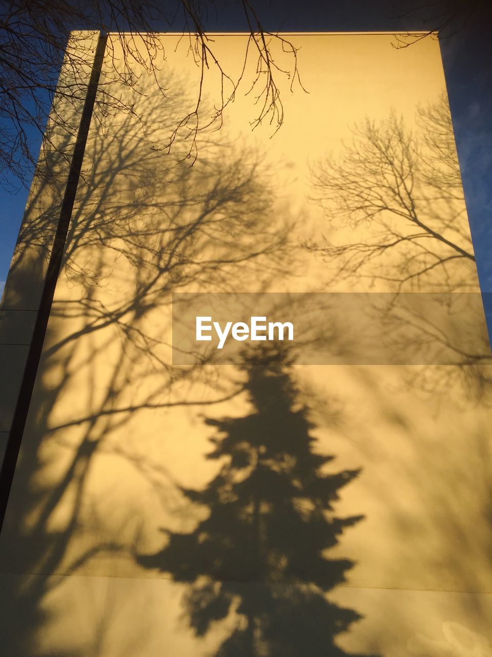 LOW ANGLE VIEW OF BARE TREES AGAINST THE SKY