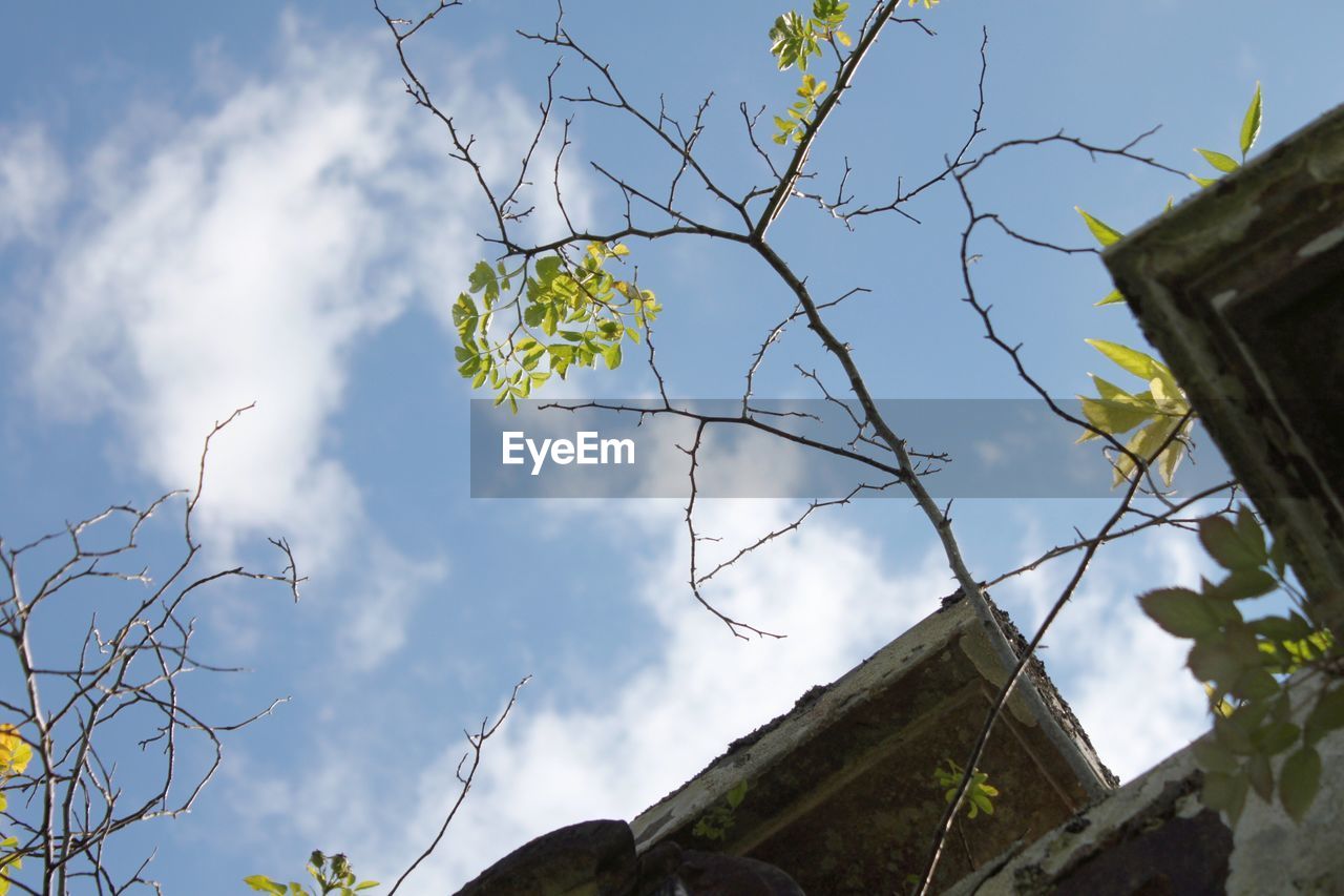 LOW ANGLE VIEW OF BRANCHES AGAINST SKY