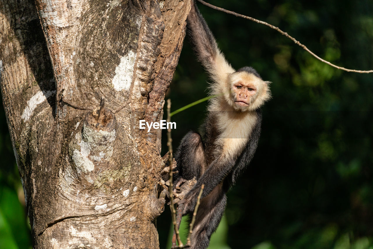 White faced capuchin monkey in costa rica