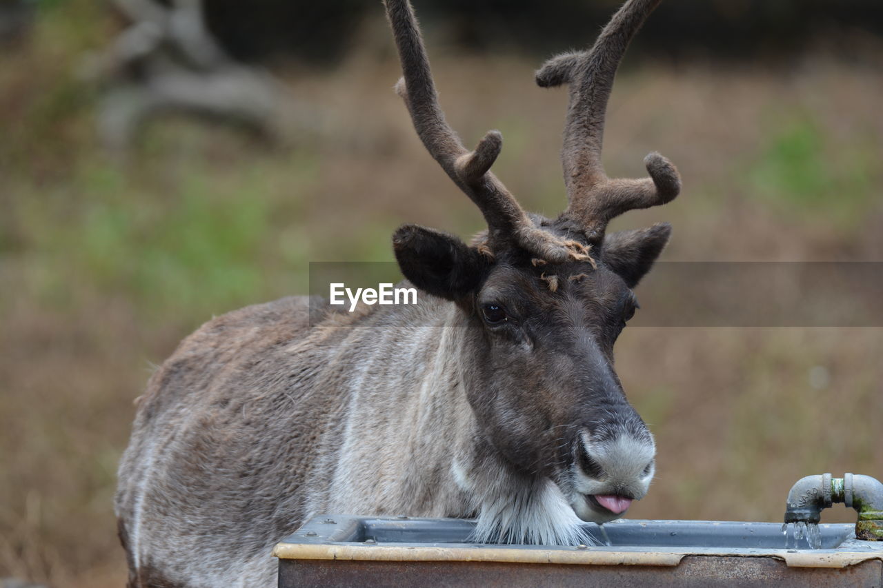 Reindeer standing at zoo