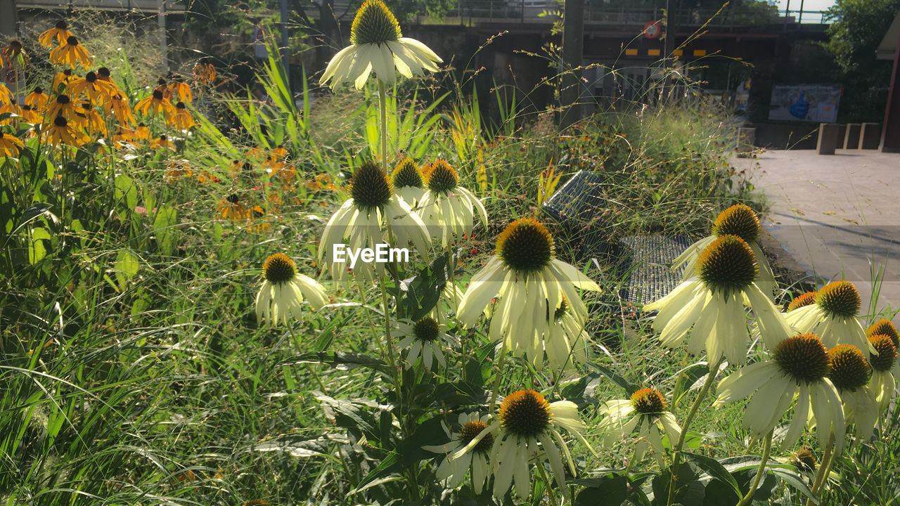 CLOSE-UP OF PLANTS