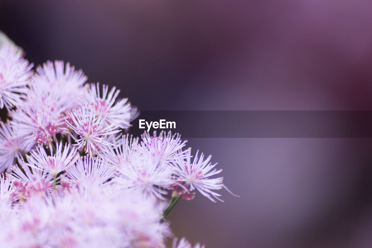 Close-up of fresh purple flowers