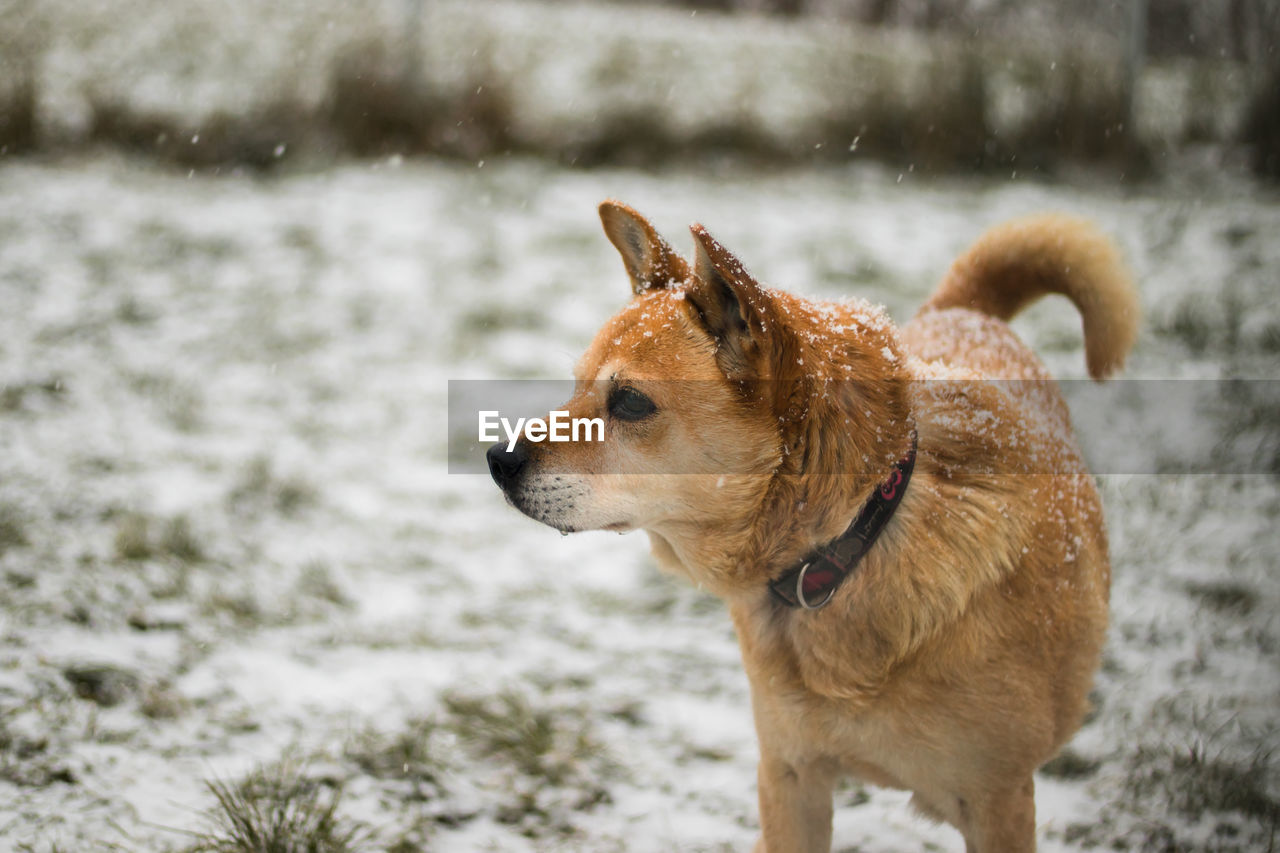 Dog running on snow