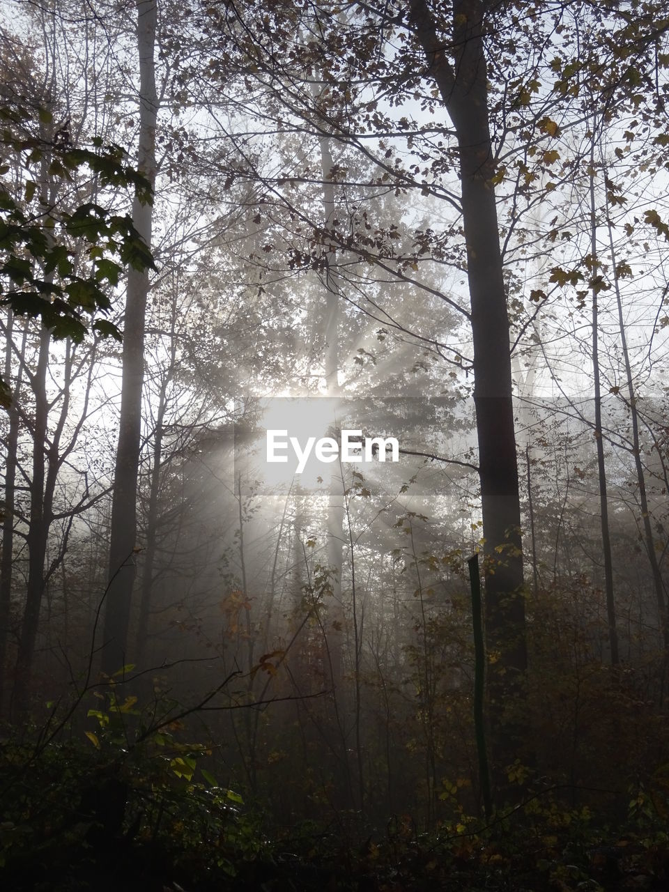 Sunlight streaming through trees in forest