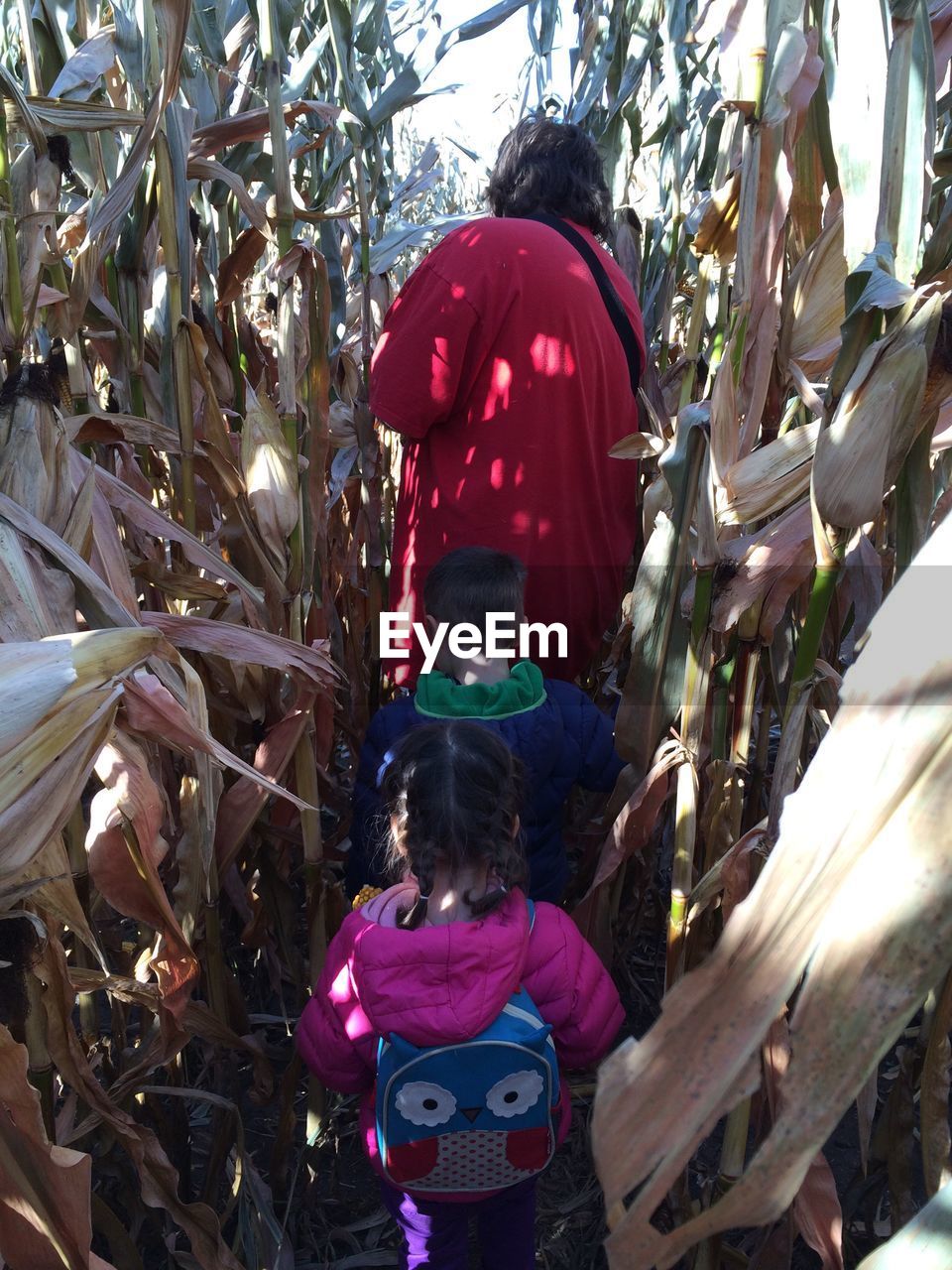 Rear view of man walking with children on corn field