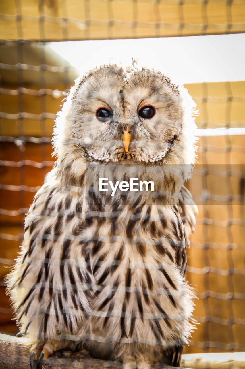 CLOSE-UP PORTRAIT OF OWL IN ZOO