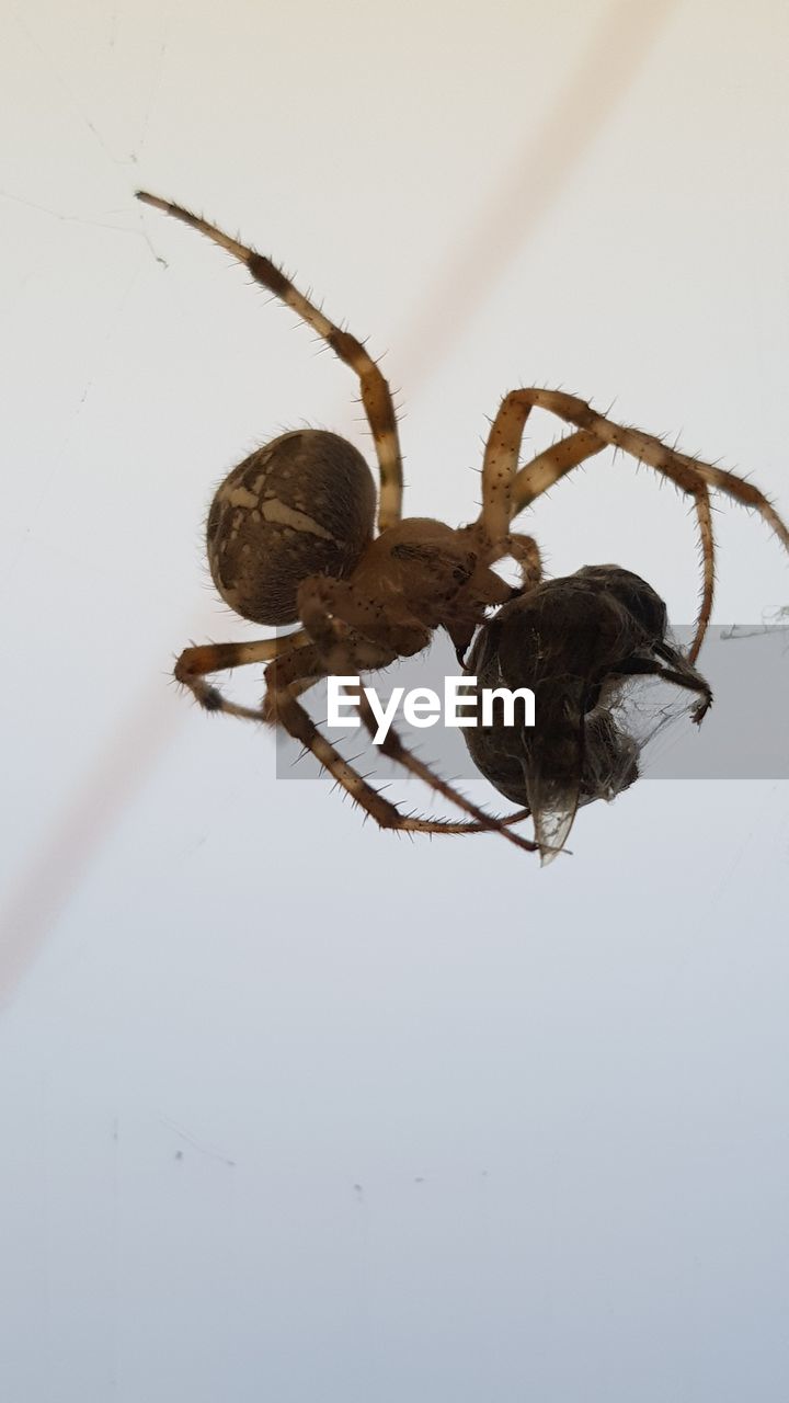 CLOSE-UP OF SPIDER ON WHITE WALL