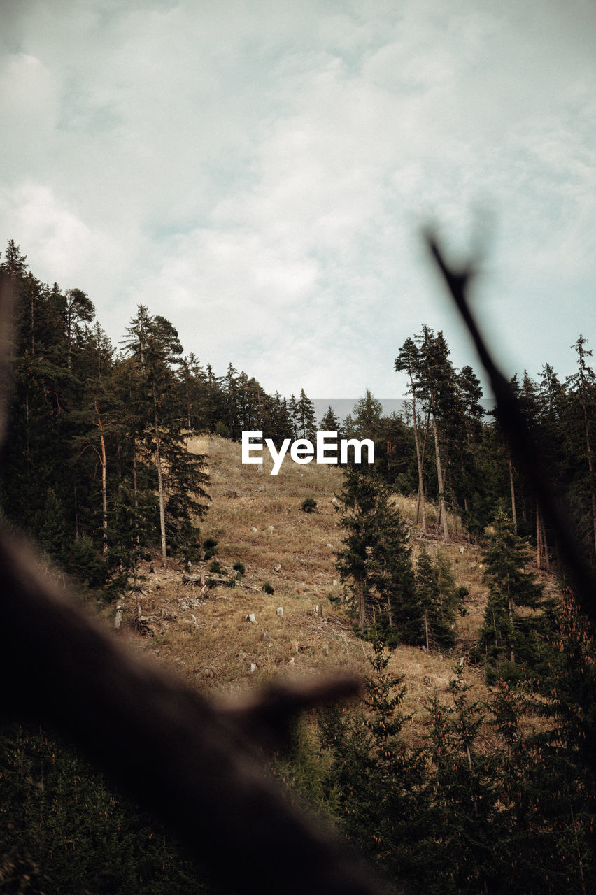 Trees growing in forest against sky