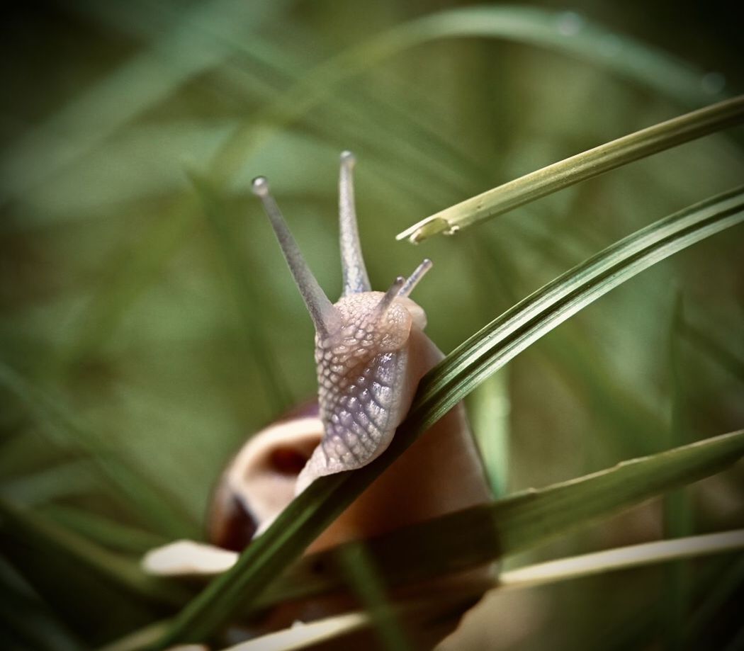 animal themes, animal, animal wildlife, one animal, close-up, macro photography, wildlife, plant, nature, animal body part, insect, beauty in nature, flower, no people, plant stem, gastropod, leaf, macro, animal antenna, mollusk, selective focus, outdoors, focus on foreground, green, snail, grass, environment, plant part