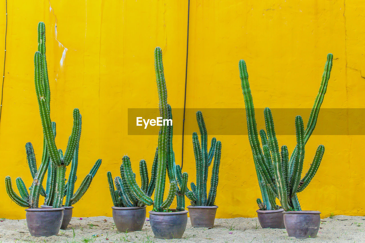 CLOSE-UP OF YELLOW CACTUS PLANT AGAINST WALL