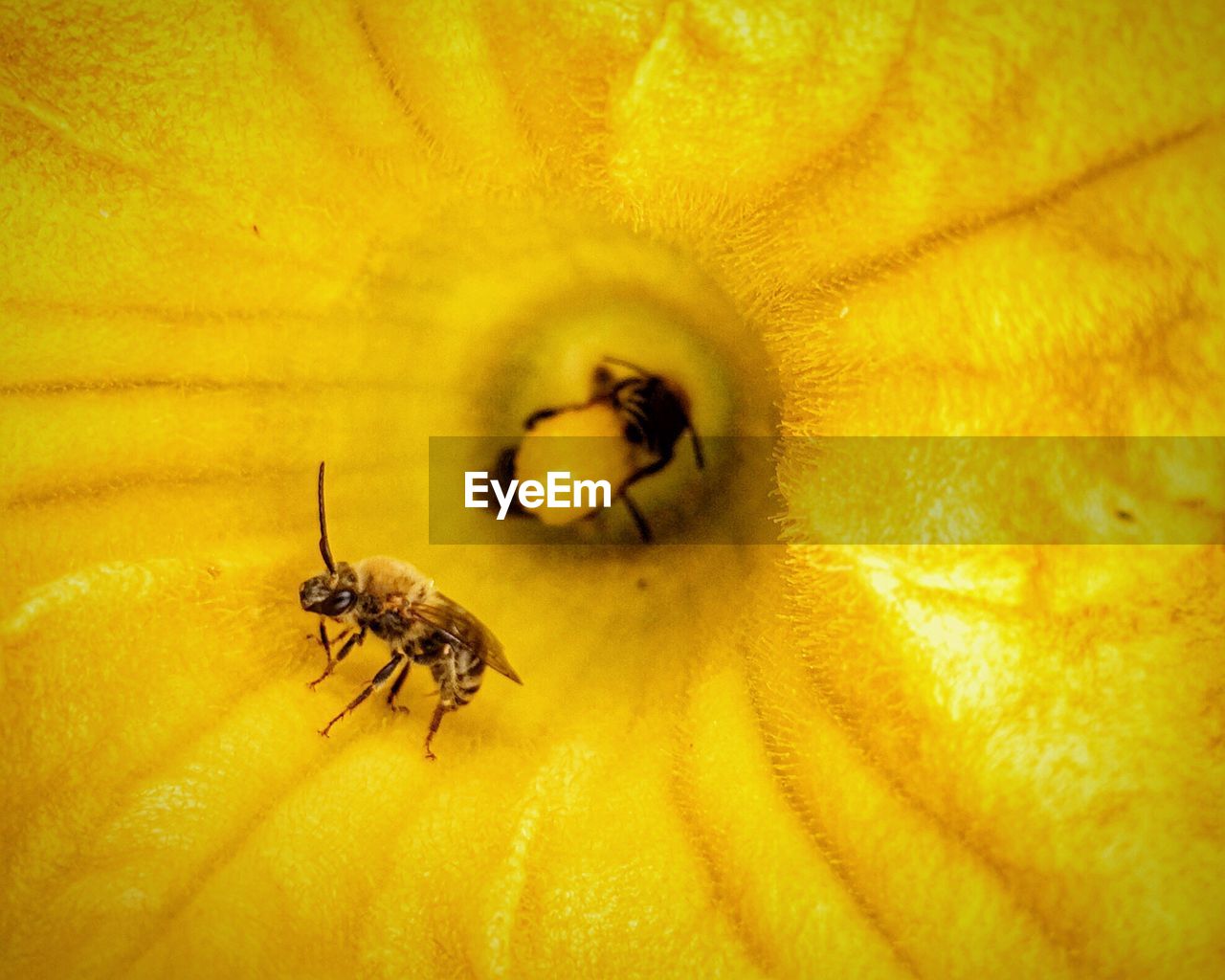 CLOSE-UP OF BEE ON FLOWER