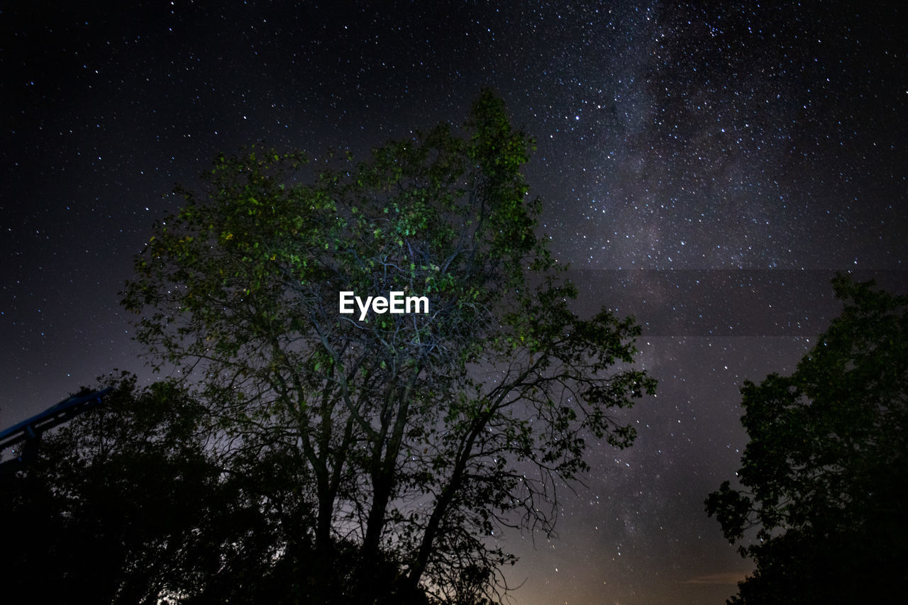 LOW ANGLE VIEW OF TREES AGAINST CLEAR SKY AT NIGHT