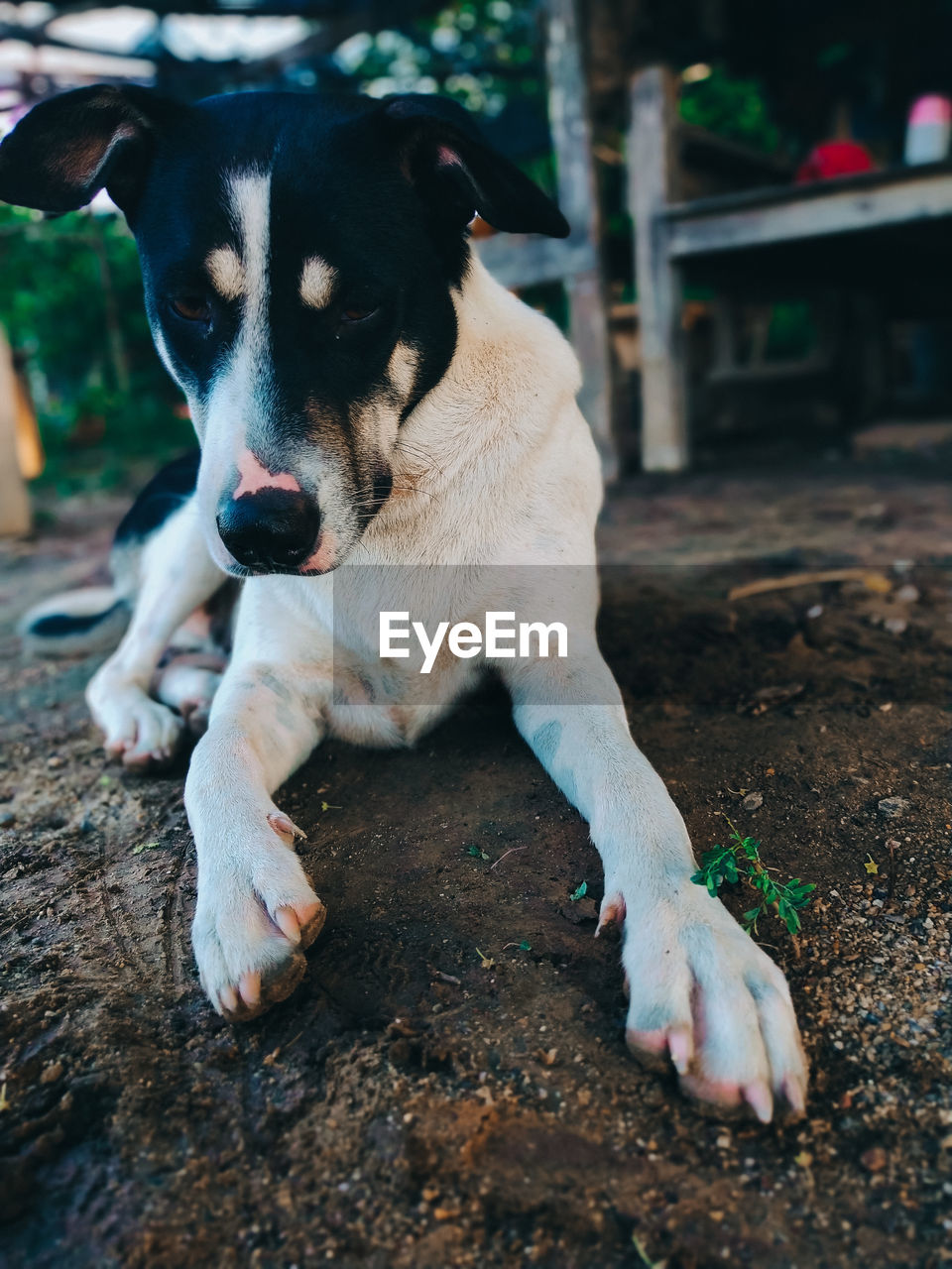 Dog lying on land