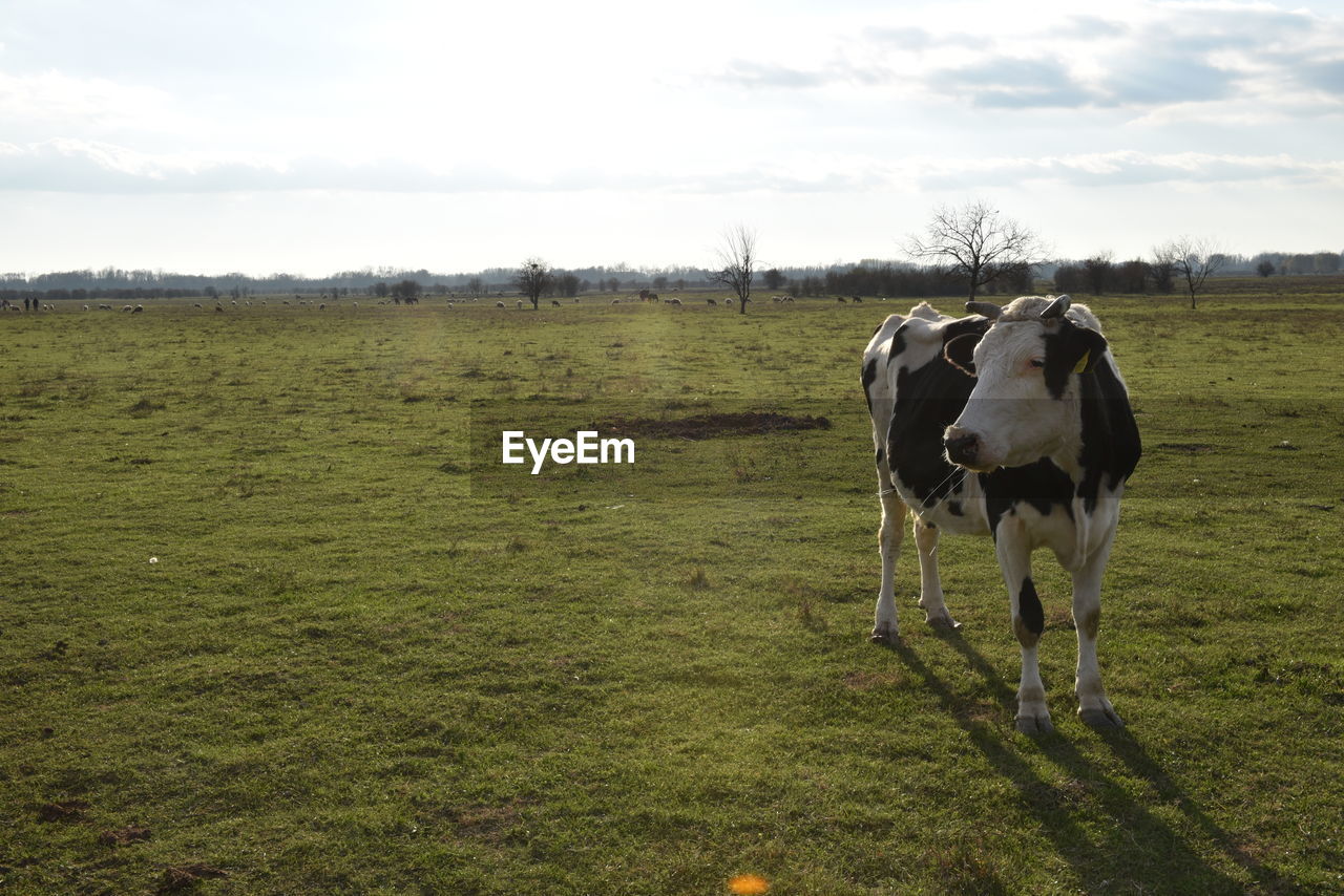 Cows in a field