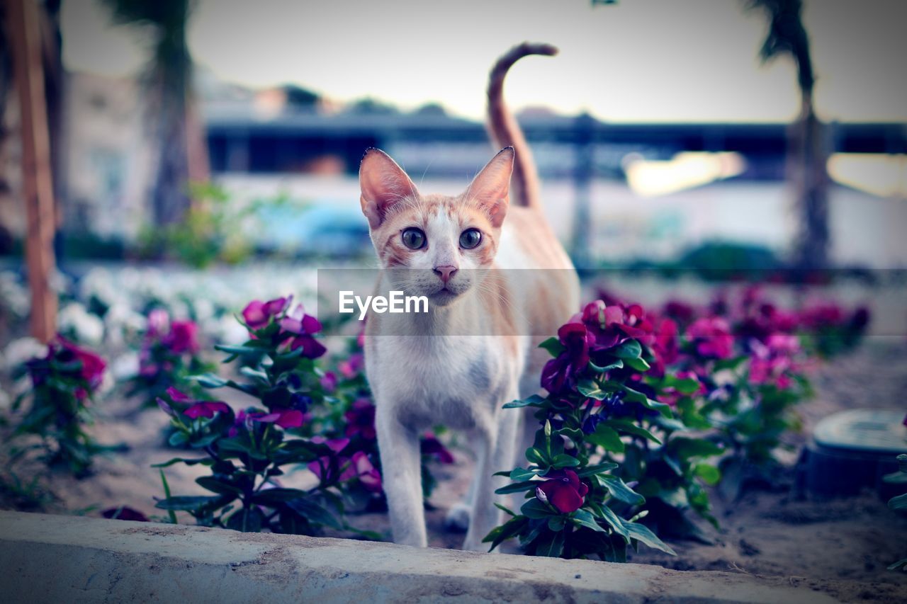 Portrait of cat by flower plant