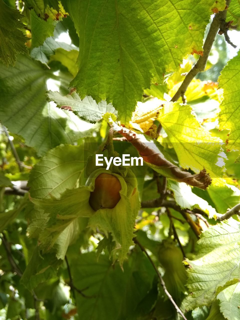LOW ANGLE VIEW OF FRUITS ON TREE BRANCH
